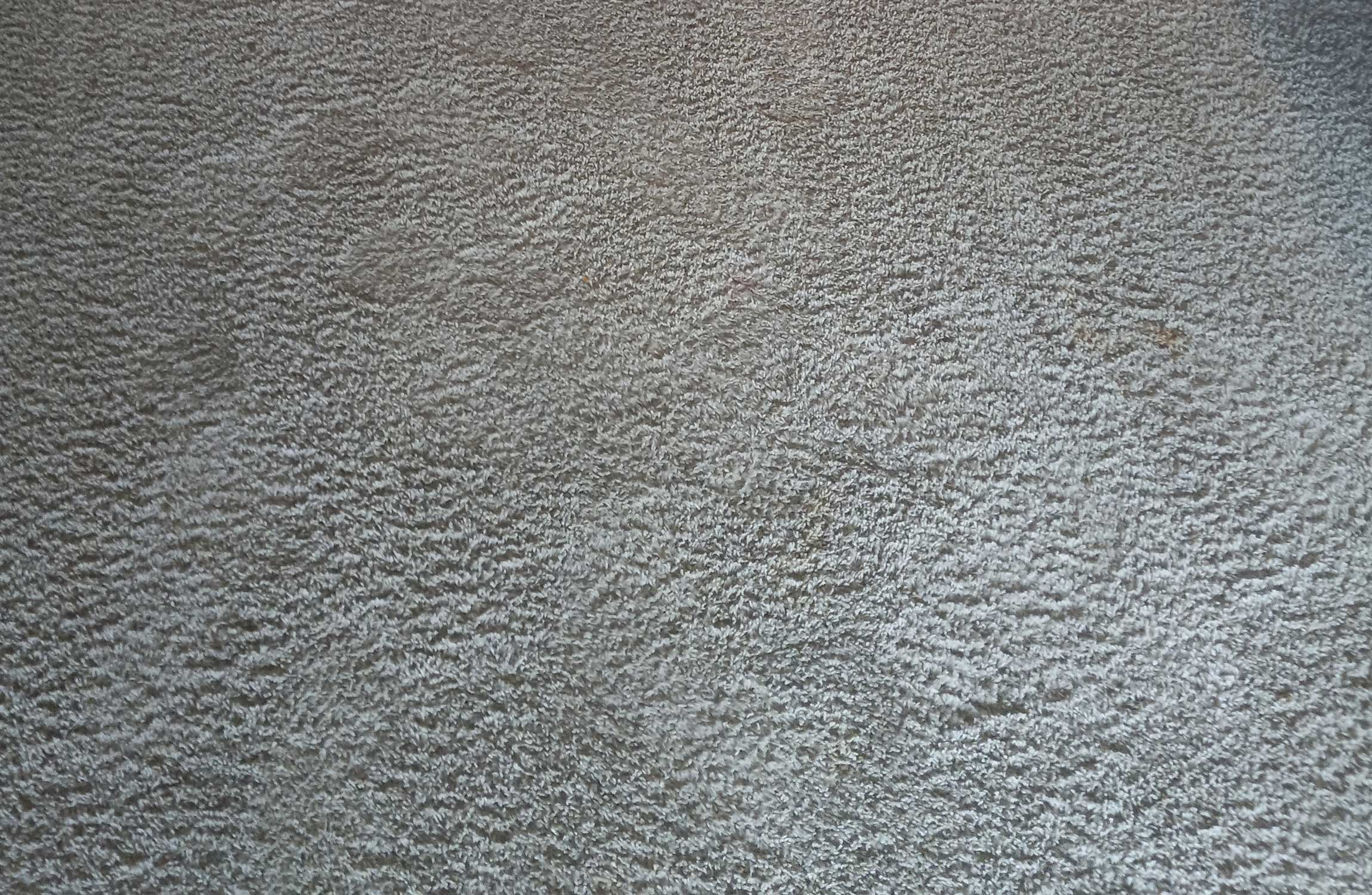 Cat Urine, Feces in Carpeting